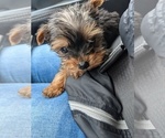 Small Photo #12 Yorkshire Terrier Puppy For Sale in SPENCER, TN, USA
