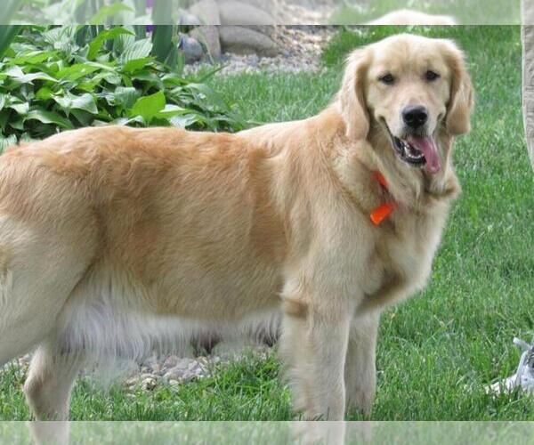 Medium Photo #46 English Cream Golden Retriever Puppy For Sale in NORTHWOOD, OH, USA