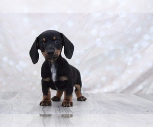 Dachshund Puppy for sale in MARIETTA, GA, USA