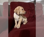 Small #12 Labrador Retriever