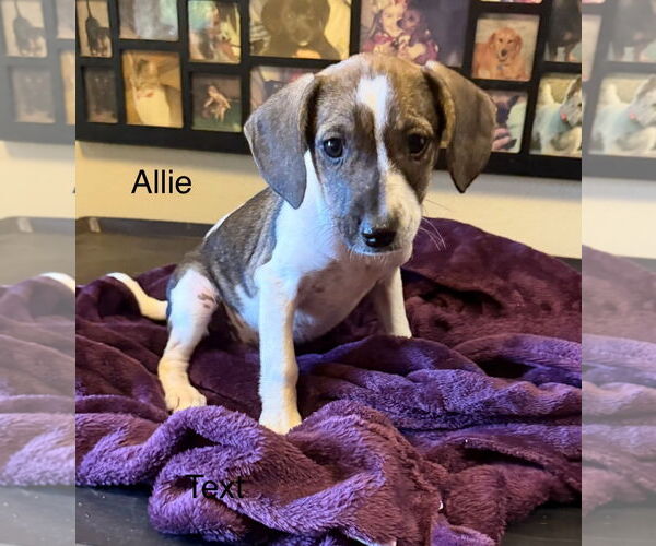 Medium Photo #1 Beagle-Unknown Mix Puppy For Sale in Rockaway, NJ, USA