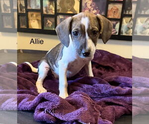 Beagle-Unknown Mix Dogs for adoption in Rockaway, NJ, USA