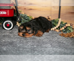 Small #2 Yorkshire Terrier