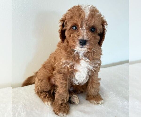 Medium Photo #4 Cavapoo (Miniature) Puppy For Sale in NEWPORT, PA, USA