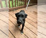 Small Labrador Retriever Mix