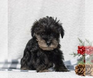 Miniature Schnauzzie Puppy for sale in HONEY BROOK, PA, USA