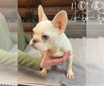 Small Photo #4 French Bulldog Puppy For Sale in Claremore, OK, USA