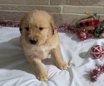 Puppy Bandit Golden Retriever