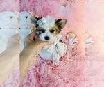 Small #16 Morkie