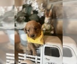 Small Goldendoodle (Miniature)
