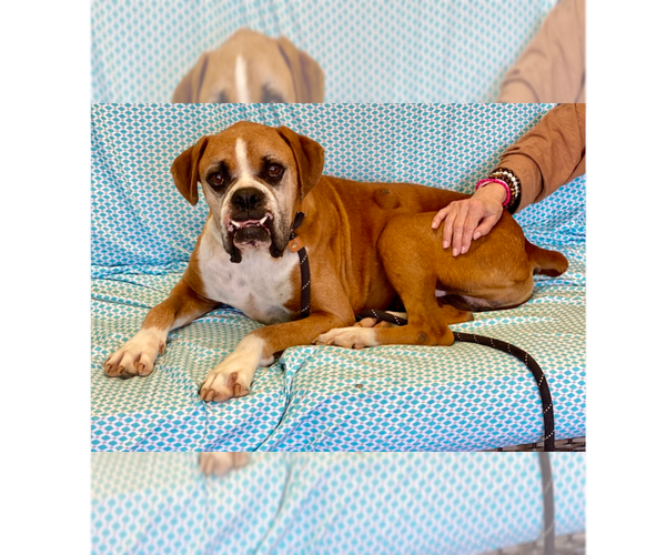 Medium Photo #9 Boxer Puppy For Sale in Austin, TX, USA