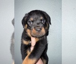 Image preview for Ad Listing. Nickname: Vito