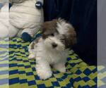 Small Photo #1 Zuchon Puppy For Sale in PLANO, TX, USA