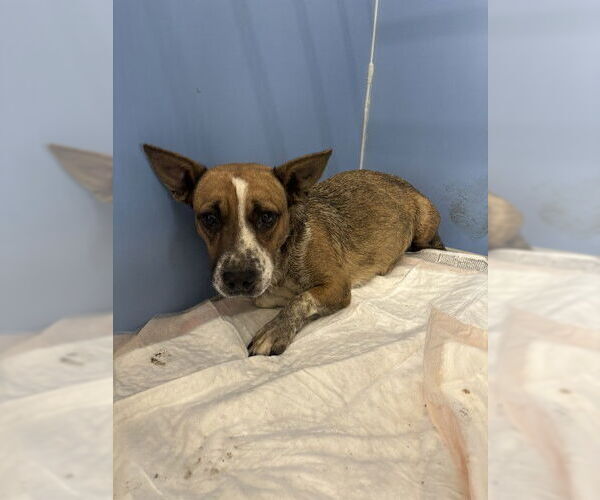 Medium Photo #1 Chihuahua Puppy For Sale in San Bernardino, CA, USA