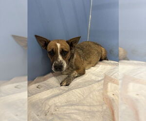 Chihuahua Dogs for adoption in San Bernardino, CA, USA