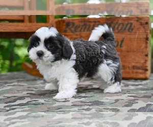 Shih Tzu Puppy for sale in MILLERSBURG, OH, USA