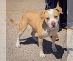 Small #2 American Staffordshire Terrier-Boxer Mix