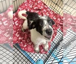 Small #5 Mutt