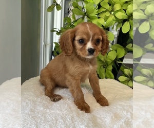 Cavalier King Charles Spaniel Dog for Adoption in FRANKLIN, Indiana USA