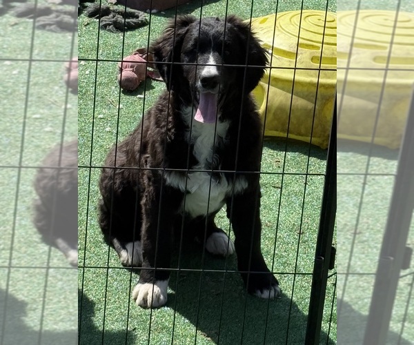 Medium Photo #2 Golden Mountain Doodle Puppy For Sale in SAINT CLOUD, MN, USA