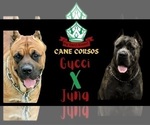 Small Cane Corso