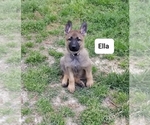 Small Photo #2 German Shepherd Dog Puppy For Sale in ASHEBORO, NC, USA