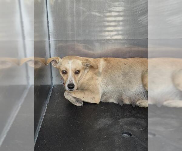 Medium Photo #1 Mutt Puppy For Sale in San Antonio, TX, USA