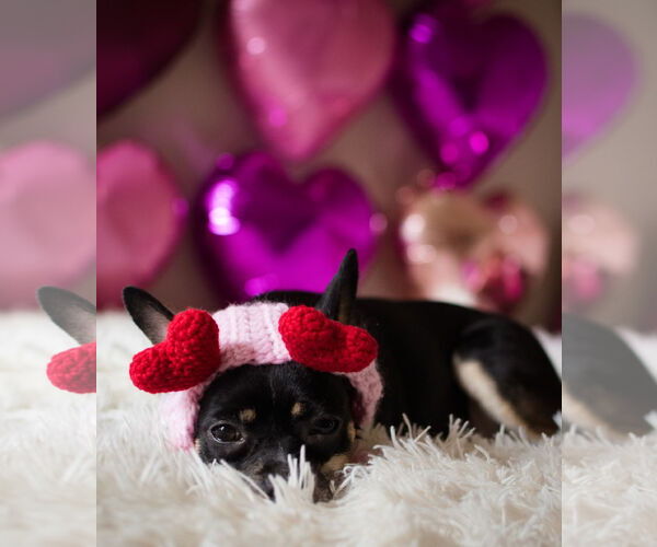 Medium Photo #22 Rat-Cha Puppy For Sale in San Francisco, CA, USA