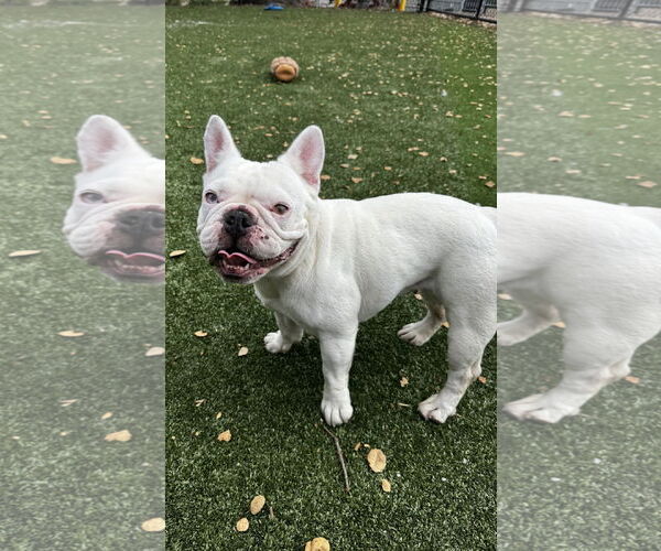 Medium Photo #2 French Bulldog Puppy For Sale in Salinas, CA, USA