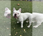 Small #1 French Bulldog