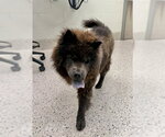 Small Chow Chow