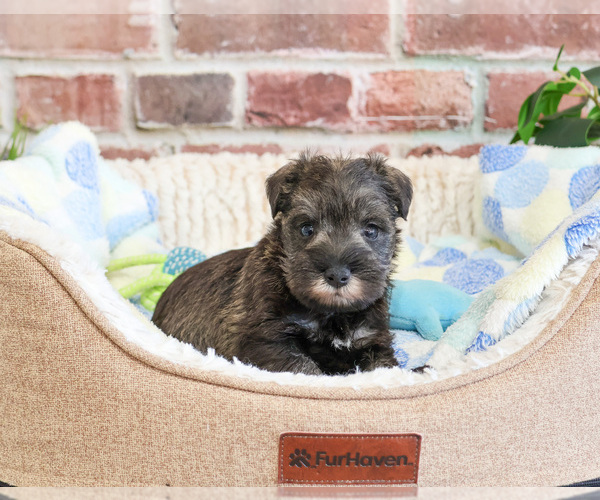 Medium Photo #4 Schnauzer (Miniature) Puppy For Sale in SYRACUSE, IN, USA