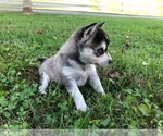 Small Photo #5 Alaskan Klee Kai Puppy For Sale in WILLIAMSBURG, OH, USA