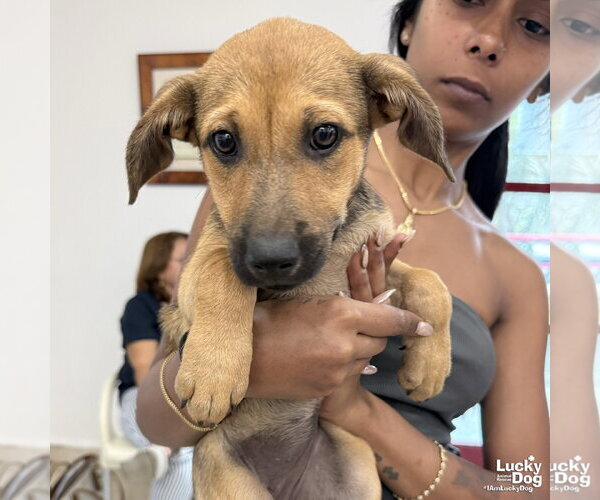 Medium Photo #7 Labrador Retriever-Unknown Mix Puppy For Sale in Washington, DC, USA