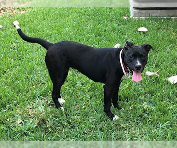 Medium Photo #52 American Staffordshire Terrier-Unknown Mix Puppy For Sale in Rosenberg, TX, USA