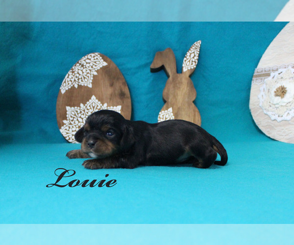 Medium Photo #4 Cavalier King Charles Spaniel Puppy For Sale in CHANUTE, KS, USA