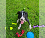 Small #1 Border Collie Mix