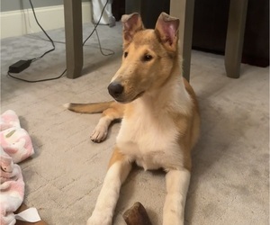 Collie Puppy for sale in ALLENDALE, MI, USA