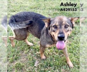 ASHLEY - Female German Shepherd Dog Dog for Adoption - Photo #2