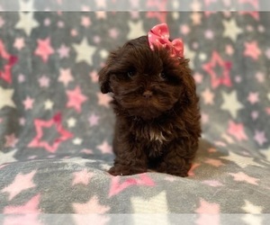 ShihPoo Puppy for sale in LAKELAND, FL, USA