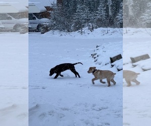 Labrador Retriever Puppy for sale in SOLDOTNA, AK, USA