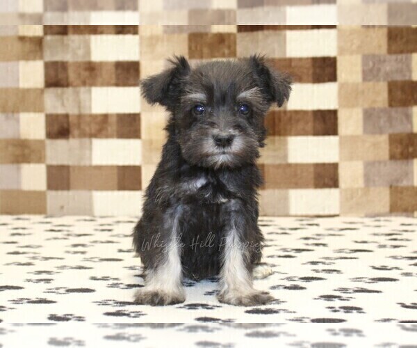 Medium Photo #3 Schnauzer (Miniature) Puppy For Sale in DENVER, PA, USA