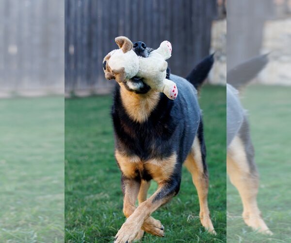 Medium Photo #4 Shepweiller Puppy For Sale in McKinney, TX, USA