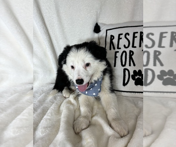 Medium Photo #2 Australian Shepherd Puppy For Sale in GREENFIELD, IN, USA