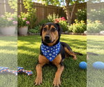 Small Photo #2 Mutt Puppy For Sale in Euless, TX, USA