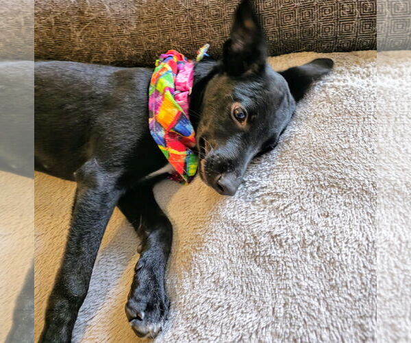 Medium Photo #24 Mutt Puppy For Sale in Fargo, ND, USA