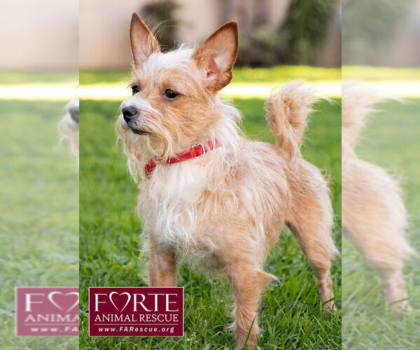 Medium Photo #7 Border Terrier-Chihuahua Mix Puppy For Sale in Marina del Rey, CA, USA