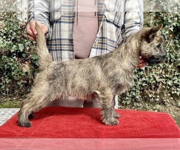 Medium Photo #1 Cairn Terrier Puppy For Sale in Targu-Mures, Mures, Romainia