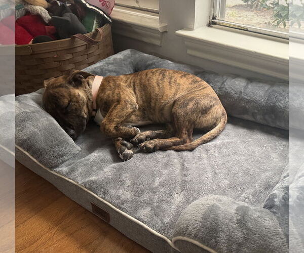 Medium Photo #3 Dachshund-Unknown Mix Puppy For Sale in HOUSTON, TX, USA