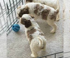 Cavapoo (Standard) Puppy for sale in LITHIA, FL, USA